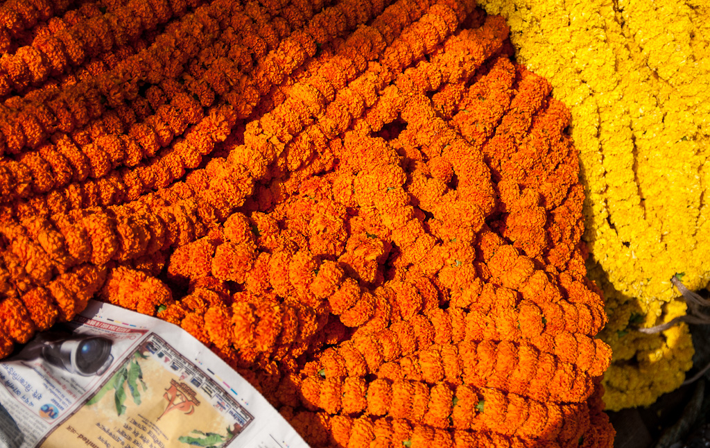 Marigolds in Flower movie