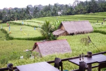 Bali Rice Walk-11