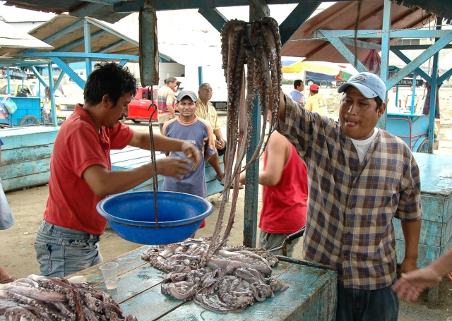 Manta, Ecuador Fishing, Squid